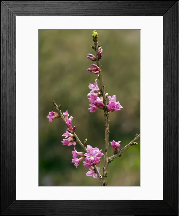 Framed Print : Picture No. 10886815 Framed Print : Picture No. 10886815