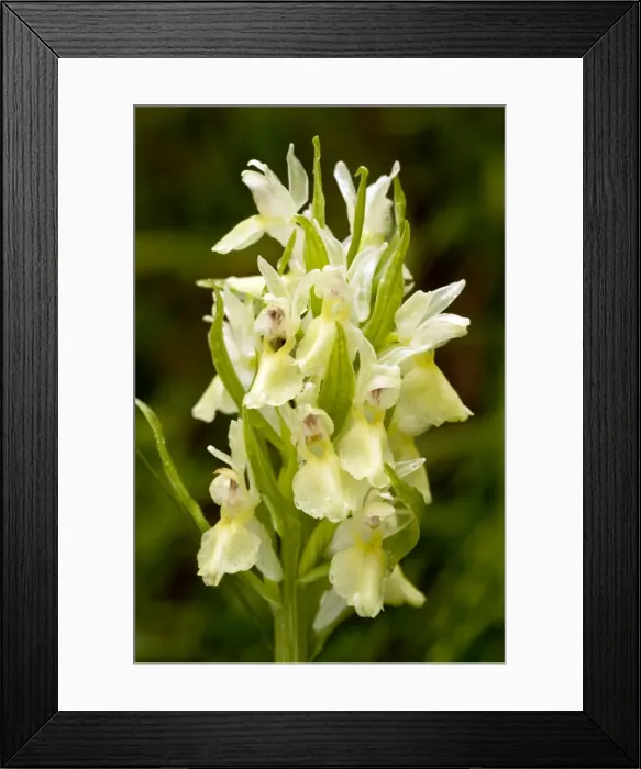 Framed Print : Picture No. 10886817 Framed Print : Picture No. 10886817