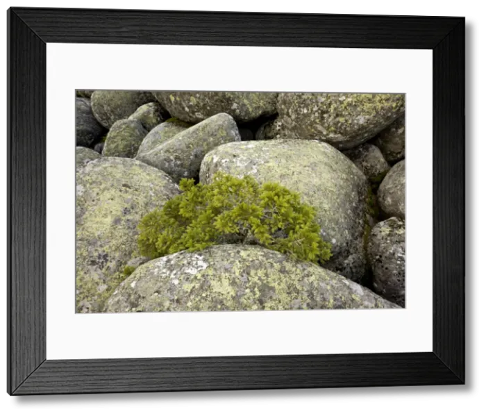 Framed Print : Picture No. 10886810