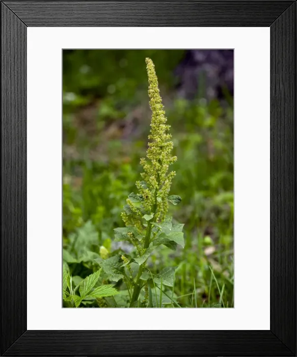 Framed Print : Picture No. 10886814 Framed Print : Picture No. 10886814