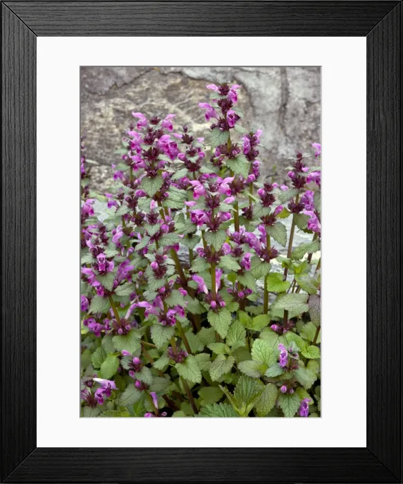 Framed Print : Picture No. 10886813 Framed Print : Picture No. 10886813