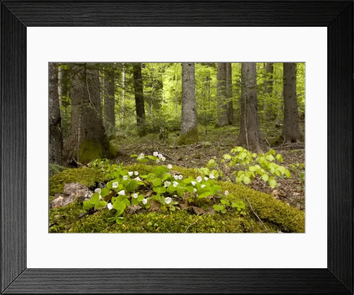 Framed Print : Picture No. 10886816 Framed Print : Picture No. 10886816