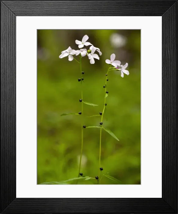 Framed Print : Picture No. 10886822 Framed Print : Picture No. 10886822