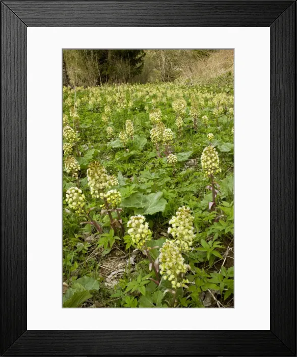 Framed Print : Picture No. 10886818 Framed Print : Picture No. 10886818