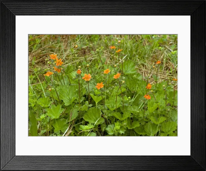 Framed Print : Picture No. 10886827
