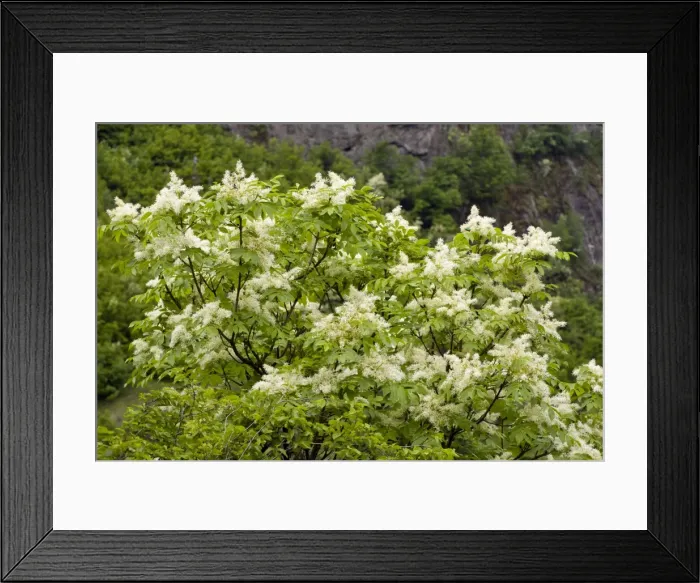 Framed Print : Picture No. 10886825 Framed Print : Picture No. 10886825