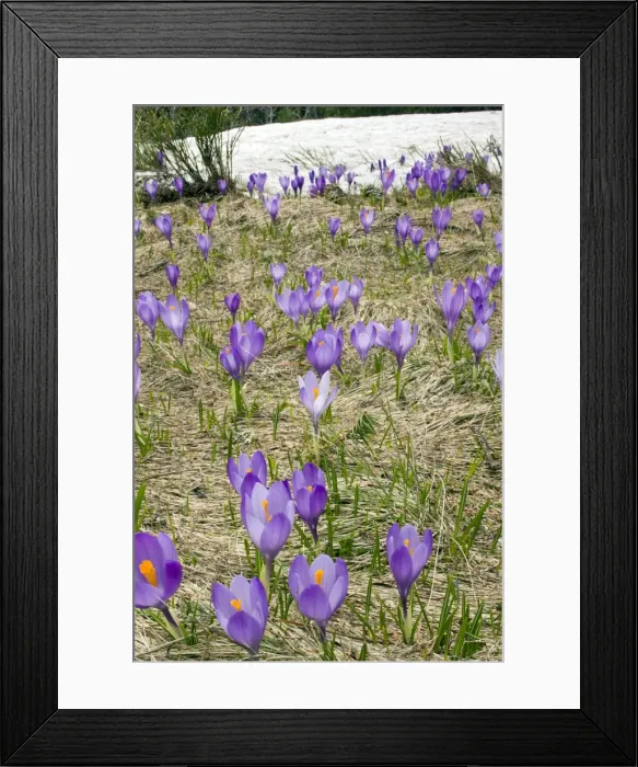 Framed Print : Picture No. 10886823 Framed Print : Picture No. 10886823