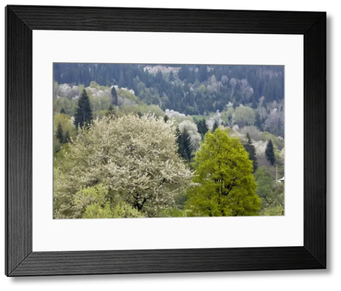 Framed Print : Picture No. 10886828