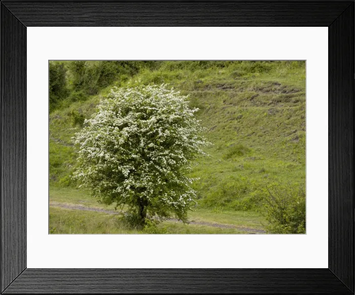 Framed Print : Picture No. 10886826 Framed Print : Picture No. 10886826