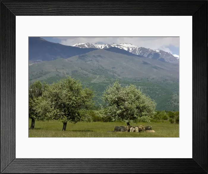 Framed Print : Picture No. 10886829 Framed Print : Picture No. 10886829