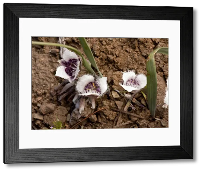 Framed Print : Picture No. 10886834 Framed Print : Picture No. 10886834