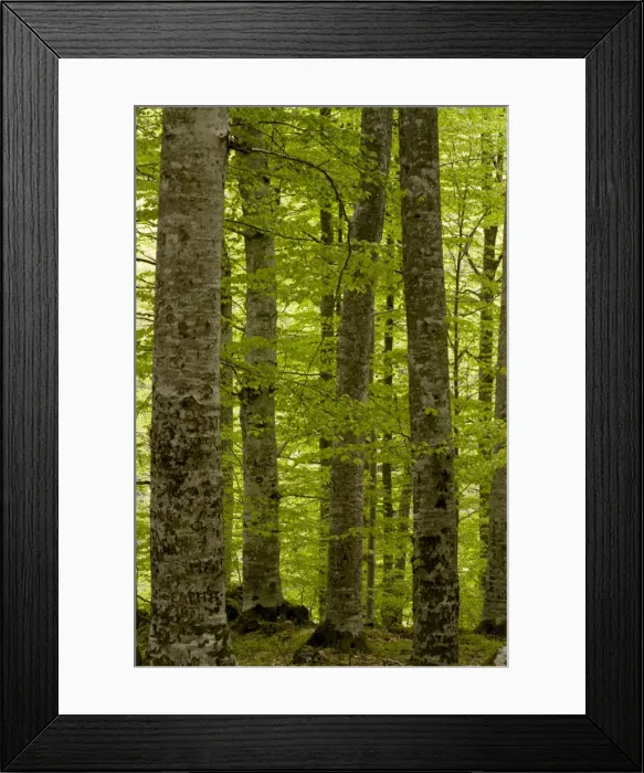 Framed Print : Picture No. 10886830 Framed Print : Picture No. 10886830
