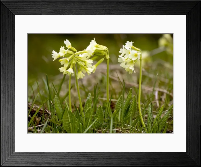 Framed Print : Picture No. 10886833 Framed Print : Picture No. 10886833