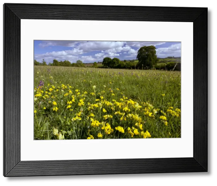 Framed Print : Picture No. 10886835