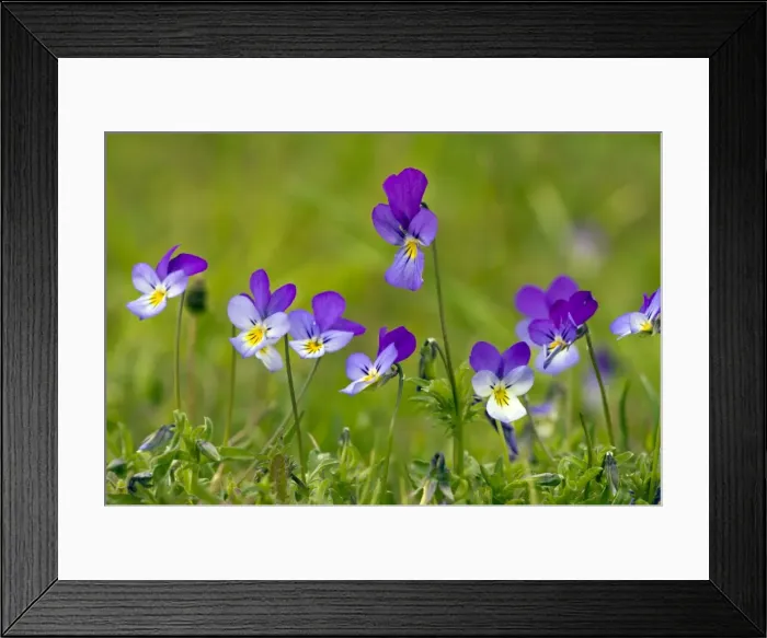 Framed Print : Picture No. 10886831 Framed Print : Picture No. 10886831