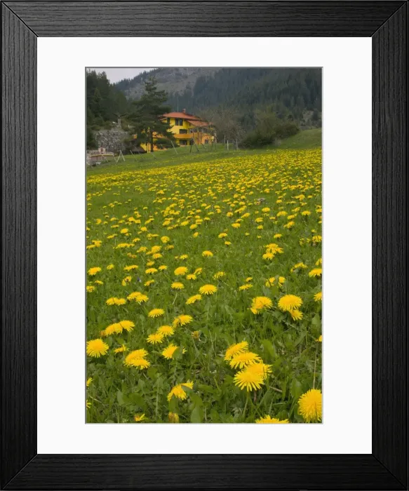 Framed Print : Picture No. 10886839 Framed Print : Picture No. 10886839