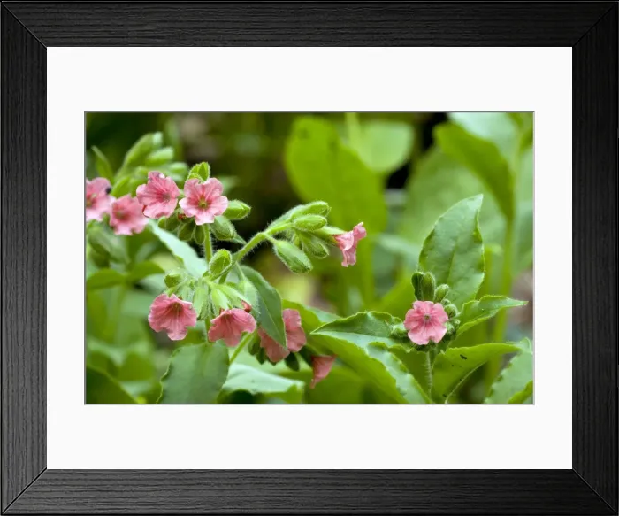 Framed Print : Picture No. 10886836 Framed Print : Picture No. 10886836