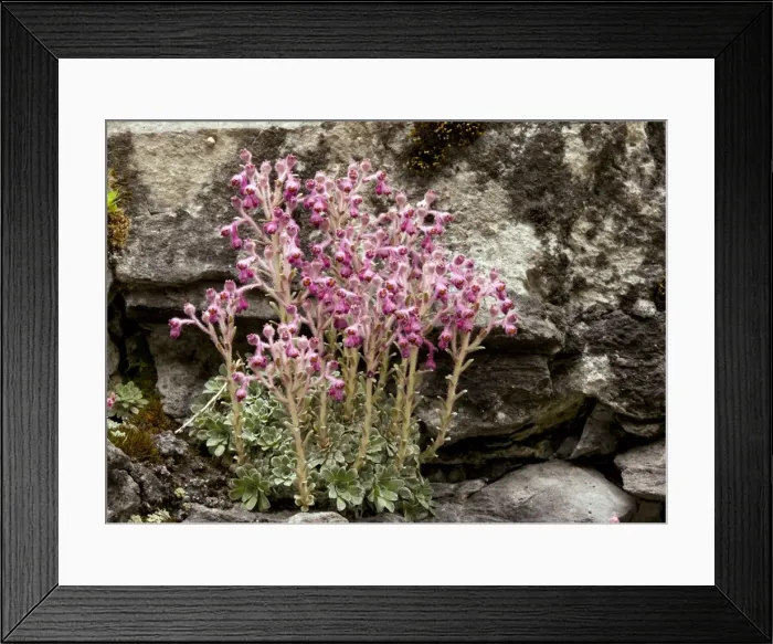 Framed Print : Picture No. 10886832 Framed Print : Picture No. 10886832