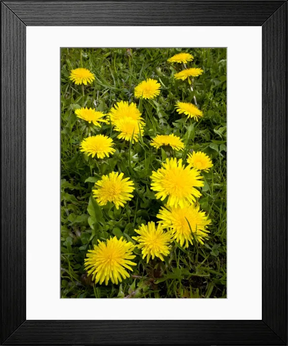 Framed Print : Picture No. 10886838 Framed Print : Picture No. 10886838