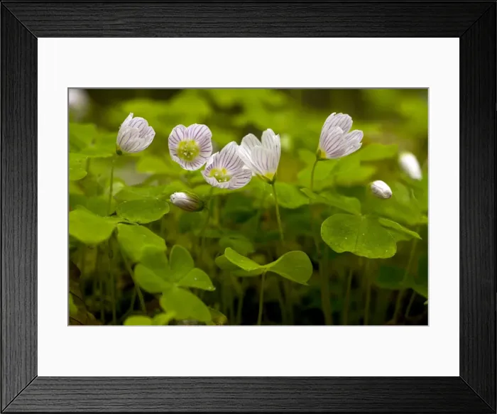 Framed Print : Picture No. 10886841 Framed Print : Picture No. 10886841