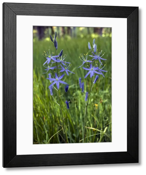 Framed Print : Picture No. 10886843 Framed Print : Picture No. 10886843