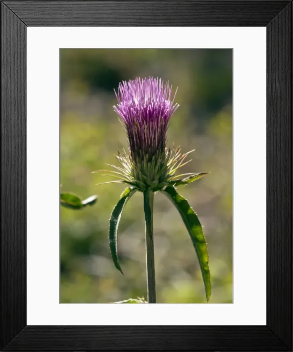 Framed Print : Picture No. 10886845 Framed Print : Picture No. 10886845