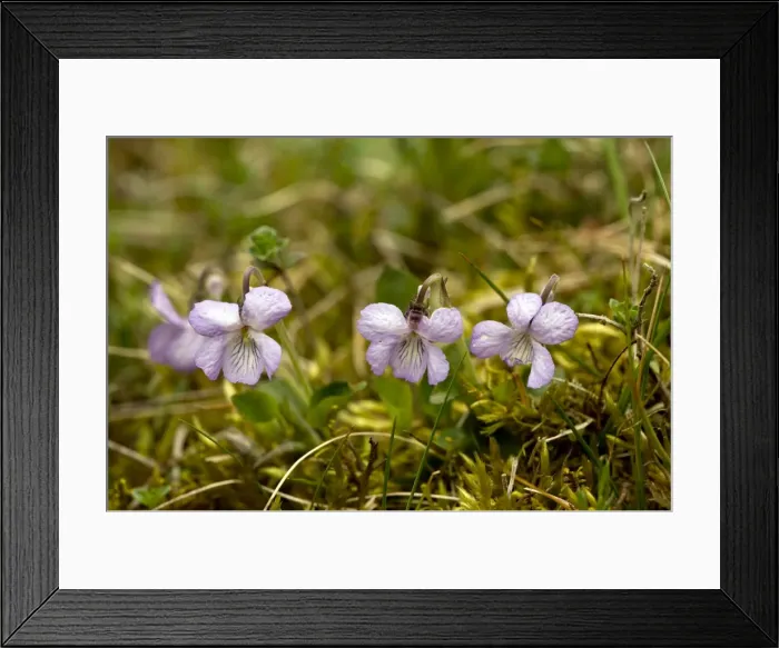 Framed Print : Picture No. 10886840