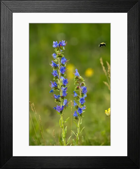 Framed Print : Picture No. 10886846 Framed Print : Picture No. 10886846