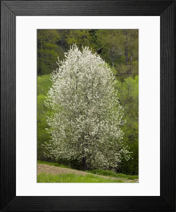 Framed Print : Picture No. 10886837 Framed Print : Picture No. 10886837