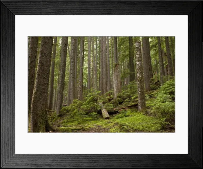 Framed Print : Picture No. 10886852 Framed Print : Picture No. 10886852