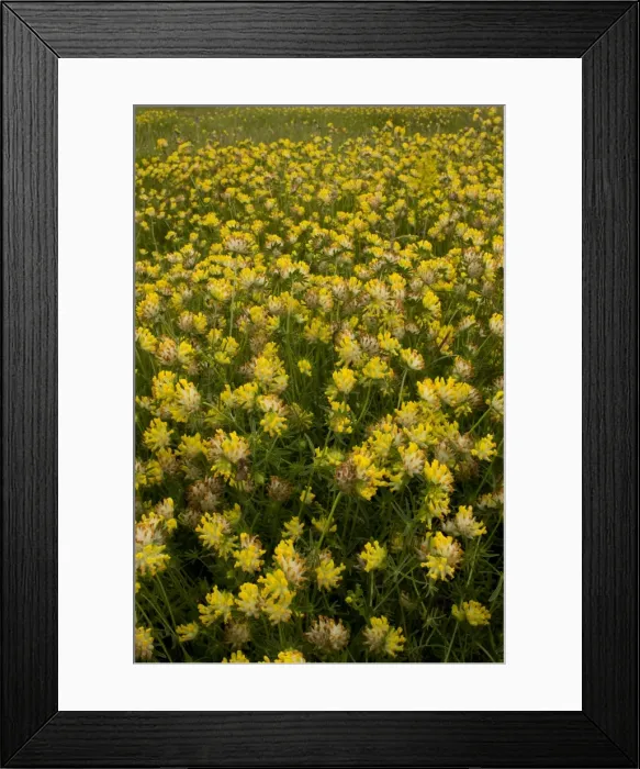 Framed Print : Picture No. 10886848 Framed Print : Picture No. 10886848