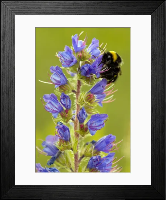 Framed Print : Picture No. 10886850 Framed Print : Picture No. 10886850