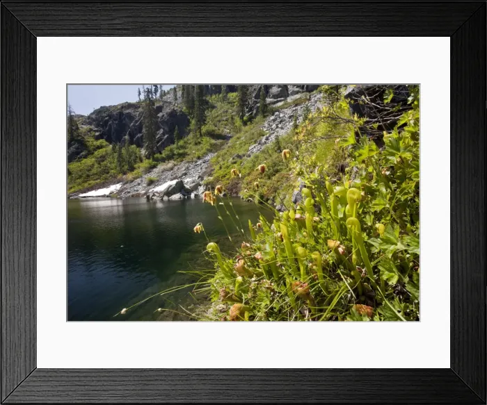 Framed Print : Picture No. 10886851