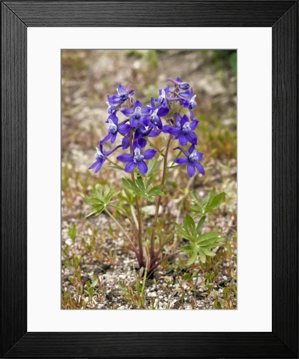 Framed Print : Picture No. 10886854 Framed Print : Picture No. 10886854