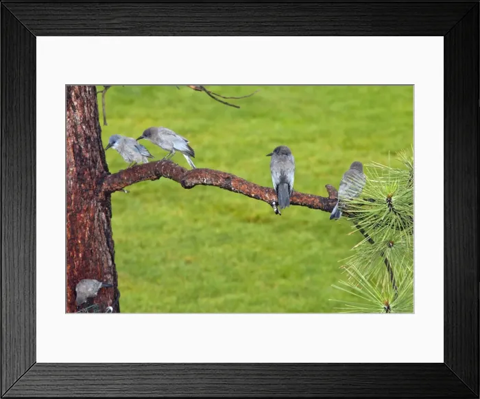 Framed Print : Picture No. 10886853