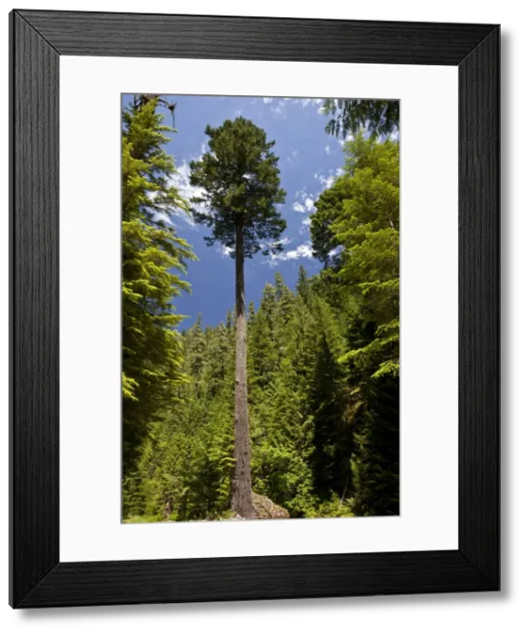 Framed Print : Picture No. 10886855