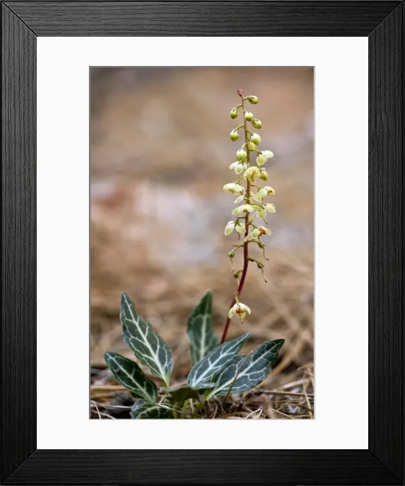 Framed Print : Picture No. 10886858 Framed Print : Picture No. 10886858