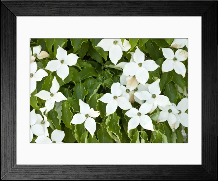 Framed Print : Picture No. 10886856 Framed Print : Picture No. 10886856