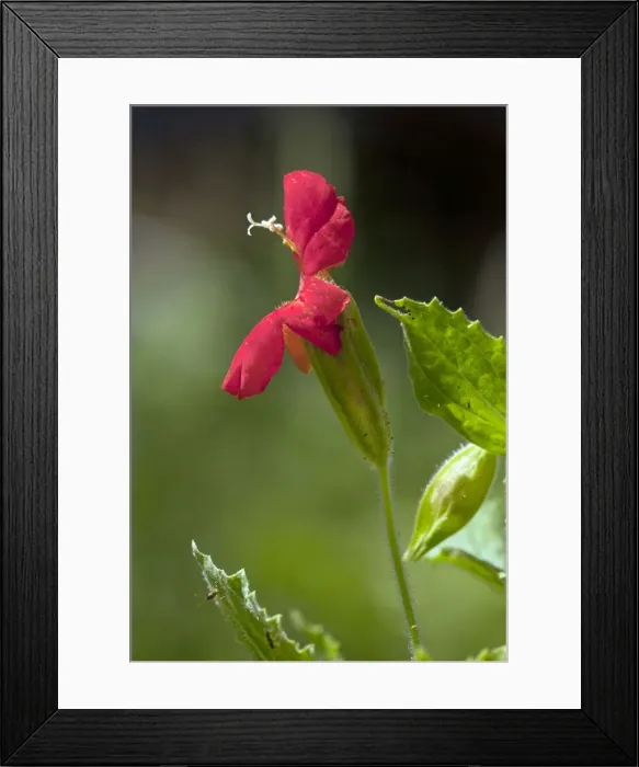 Framed Print : Picture No. 10886859 Framed Print : Picture No. 10886859