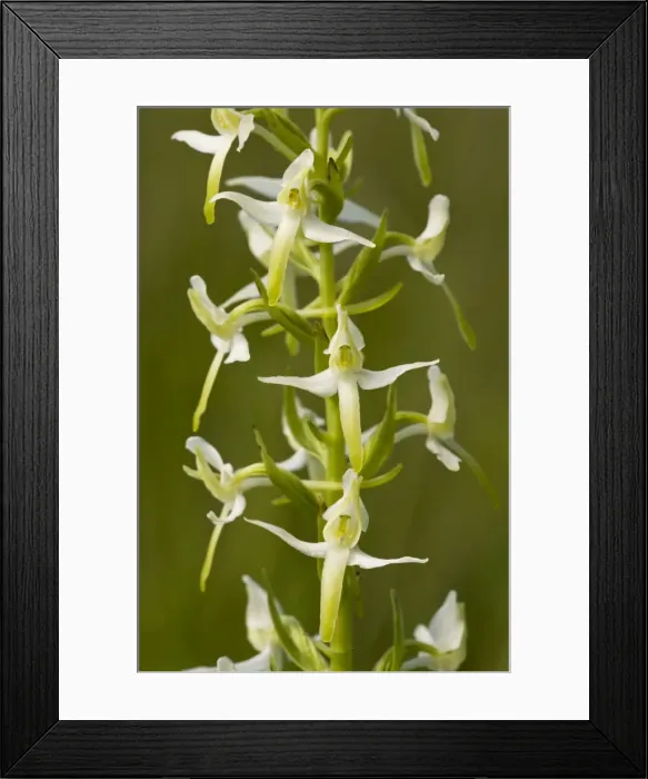 Framed Print : Picture No. 10886862 Framed Print : Picture No. 10886862