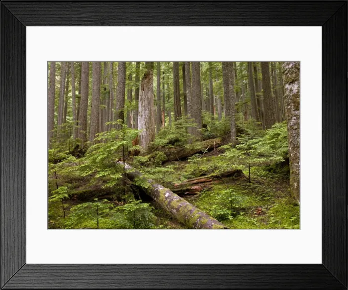 Framed Print : Picture No. 10886857 Framed Print : Picture No. 10886857