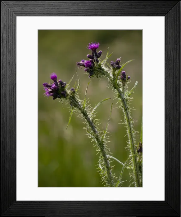Framed Print : Picture No. 10886864 Framed Print : Picture No. 10886864