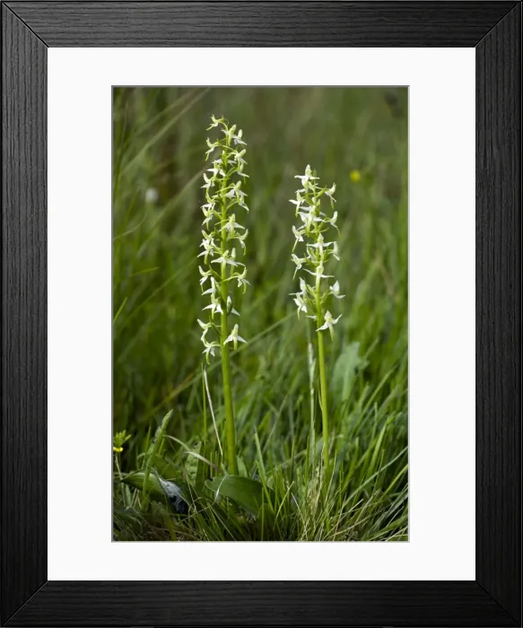 Framed Print : Picture No. 10886863 Framed Print : Picture No. 10886863