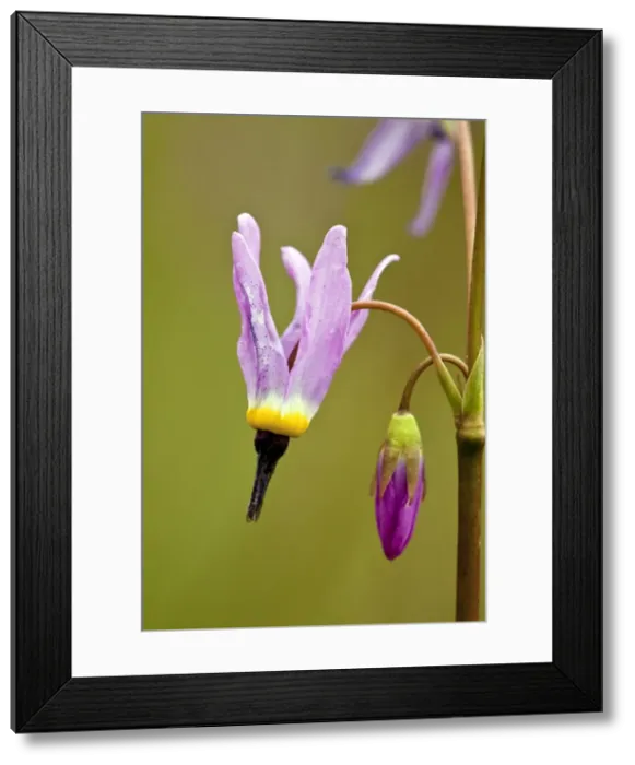 Framed Print : Picture No. 10886867 Framed Print : Picture No. 10886867
