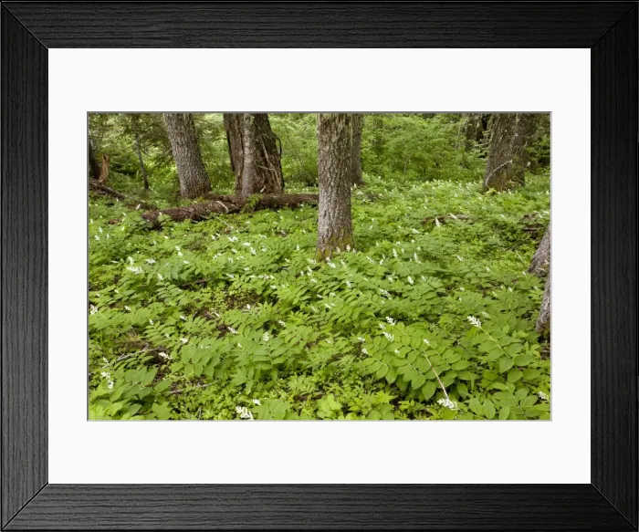 Framed Print : Picture No. 10886861