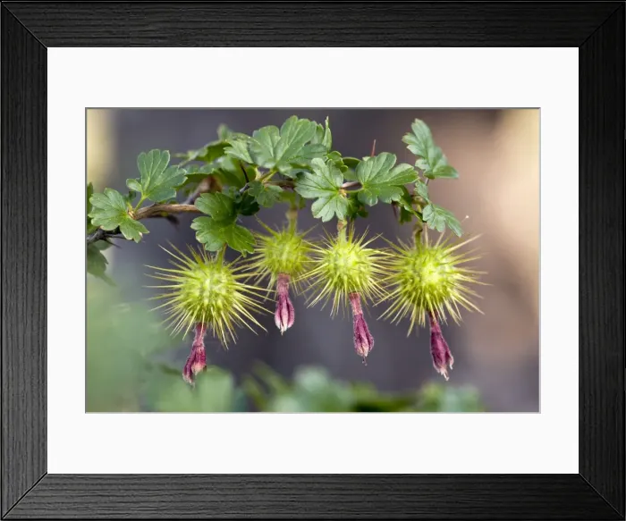 Framed Print : Picture No. 10886869 Framed Print : Picture No. 10886869