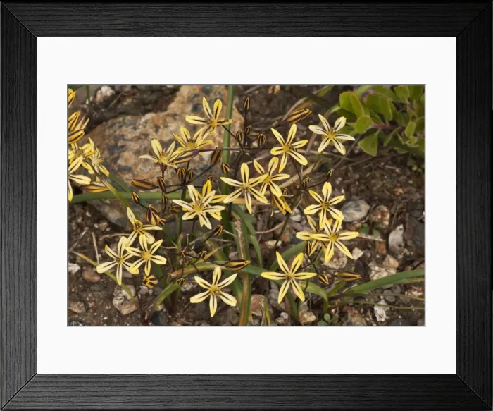 Framed Print : Picture No. 10886866 Framed Print : Picture No. 10886866