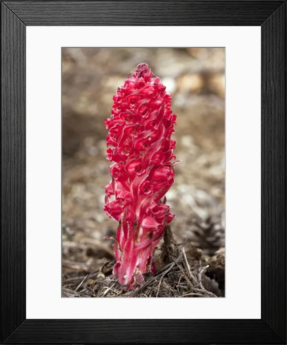 Framed Print : Picture No. 10886870 Framed Print : Picture No. 10886870