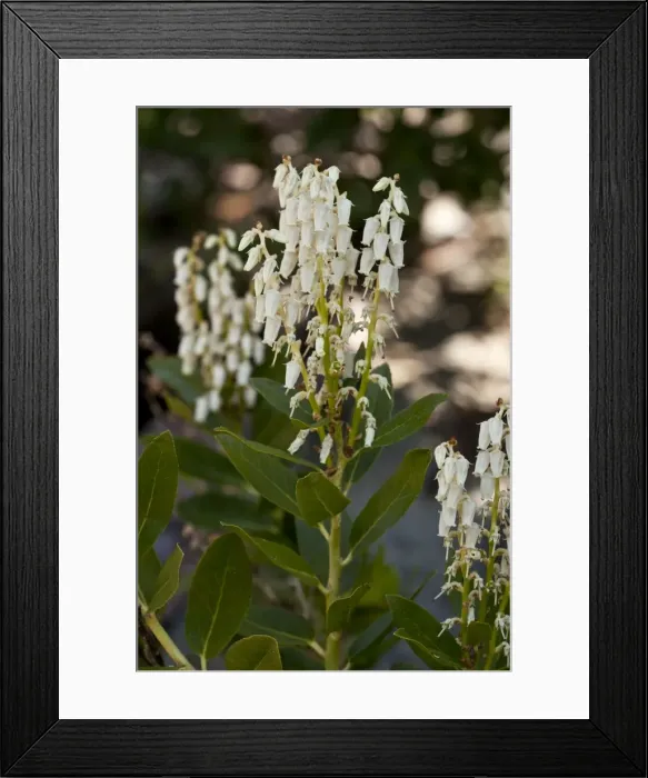 Framed Print : Picture No. 10886871 Framed Print : Picture No. 10886871