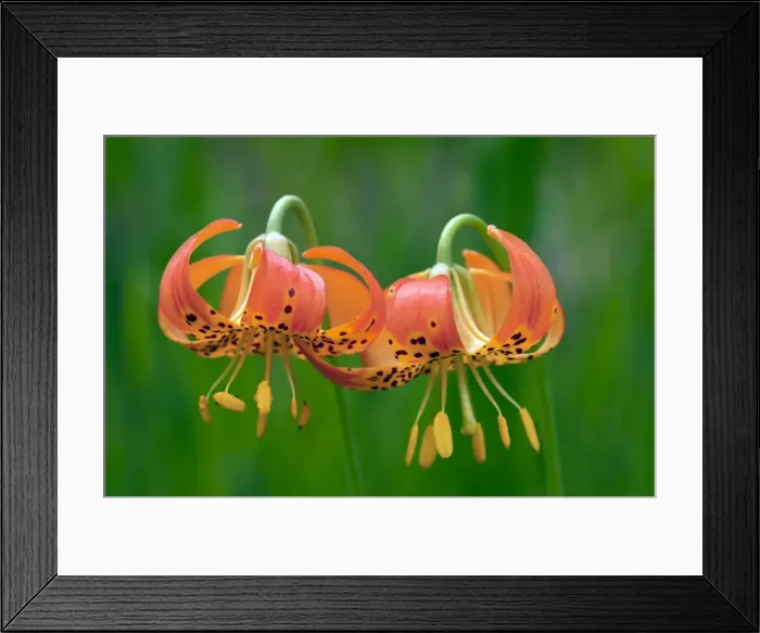Framed Print : Picture No. 10886873 Framed Print : Picture No. 10886873